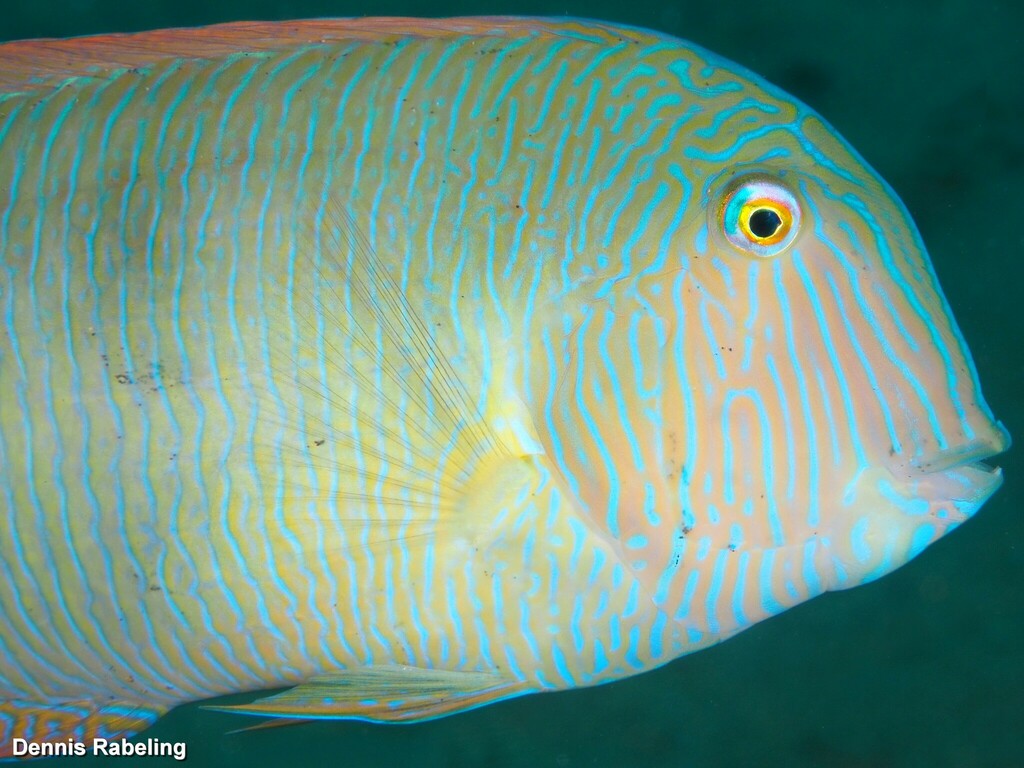 Pearly Razorfish