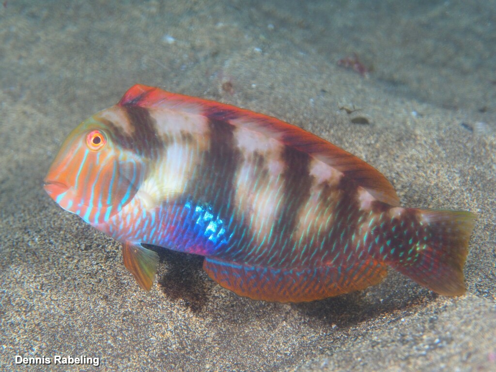 Pearly Razorfish