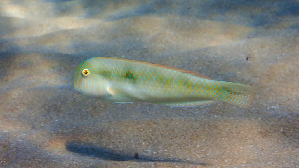 Pearly Razorfish