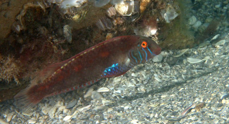 Pearly Razorfish