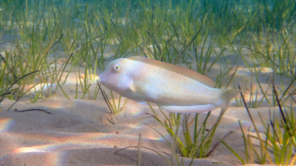 Pearly Razorfish