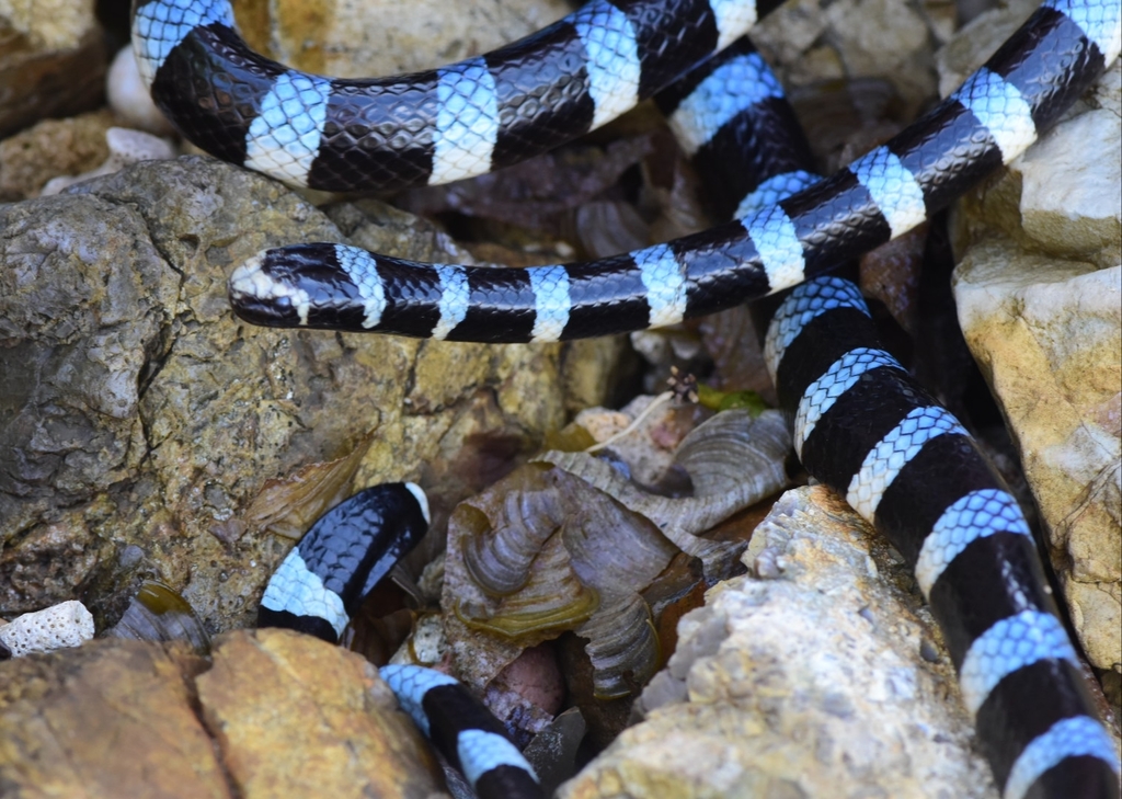 Blue-lipped Sea Krait