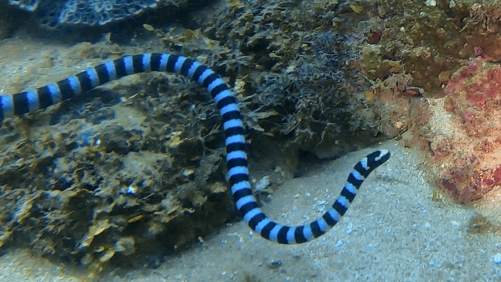 Tricot rayé bleu