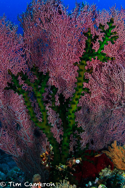 Black Sun Coral