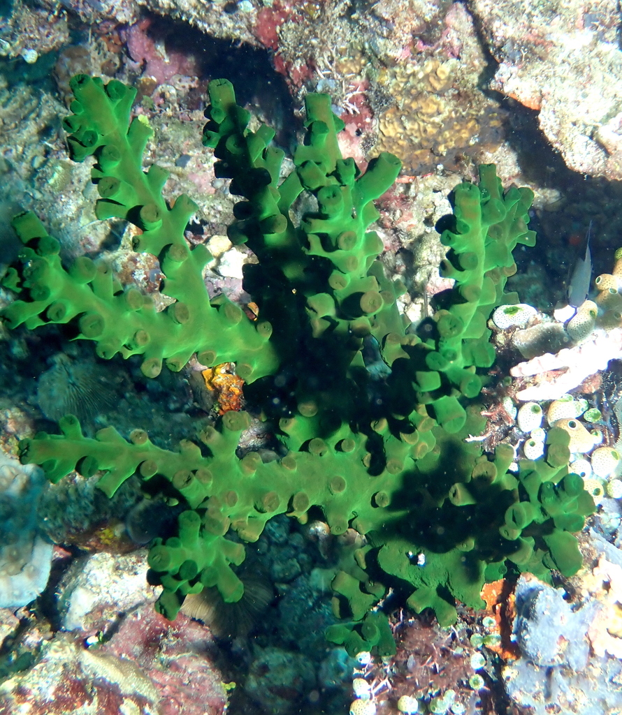 Black Sun Coral