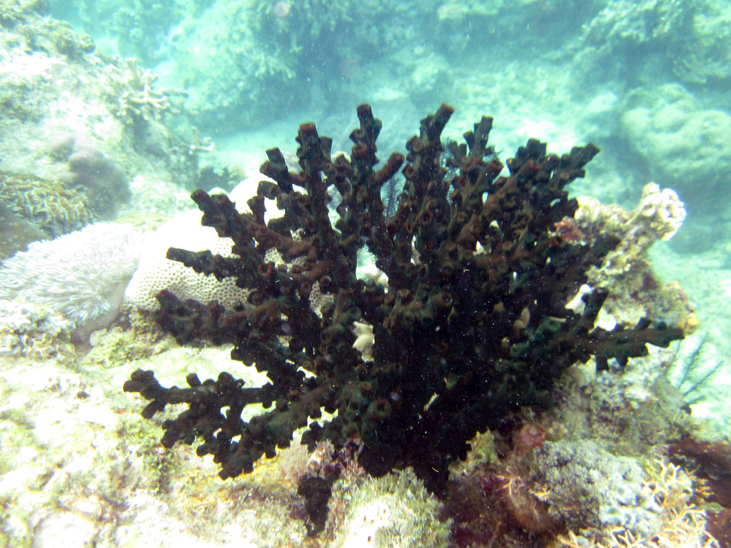Black Sun Coral