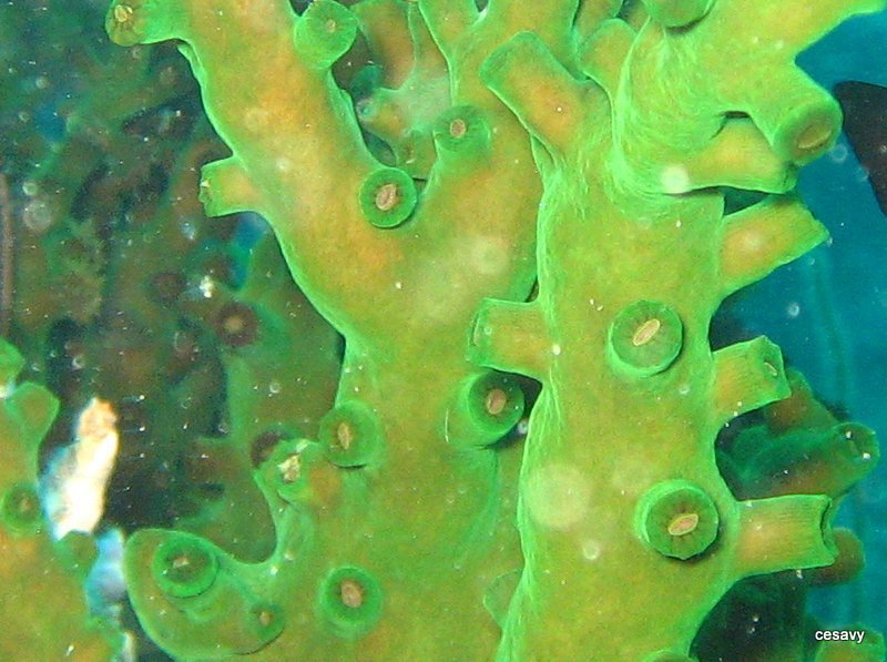 Black Sun Coral
