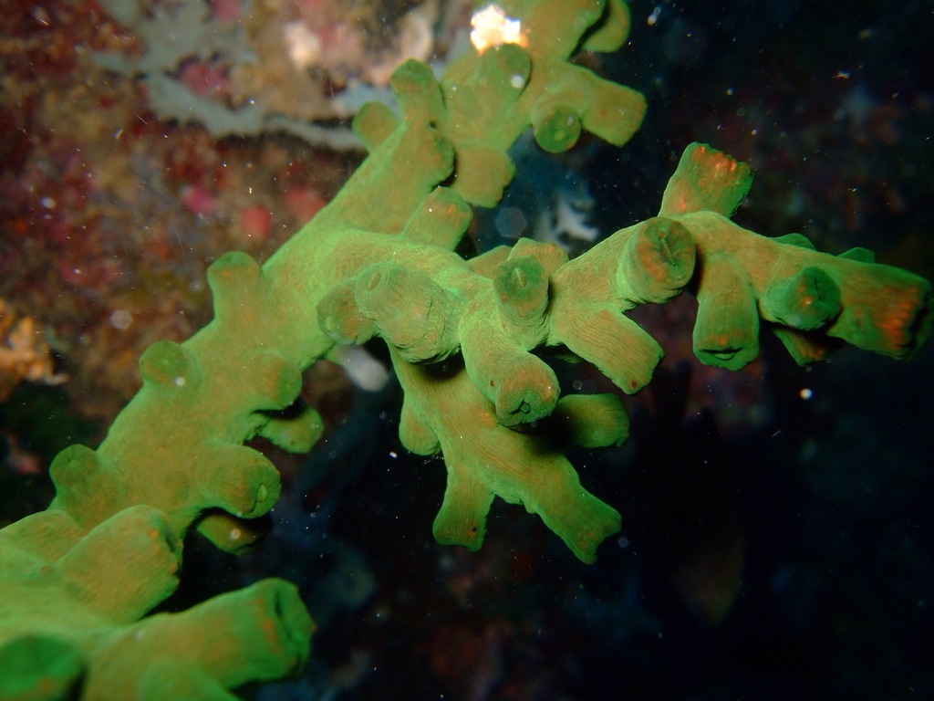 Black Sun Coral