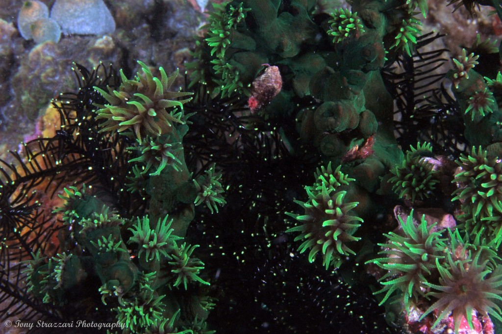 Black Sun Coral