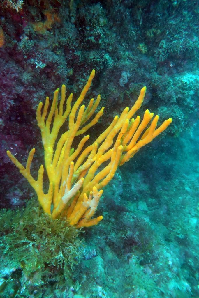 Common Antler Sponge