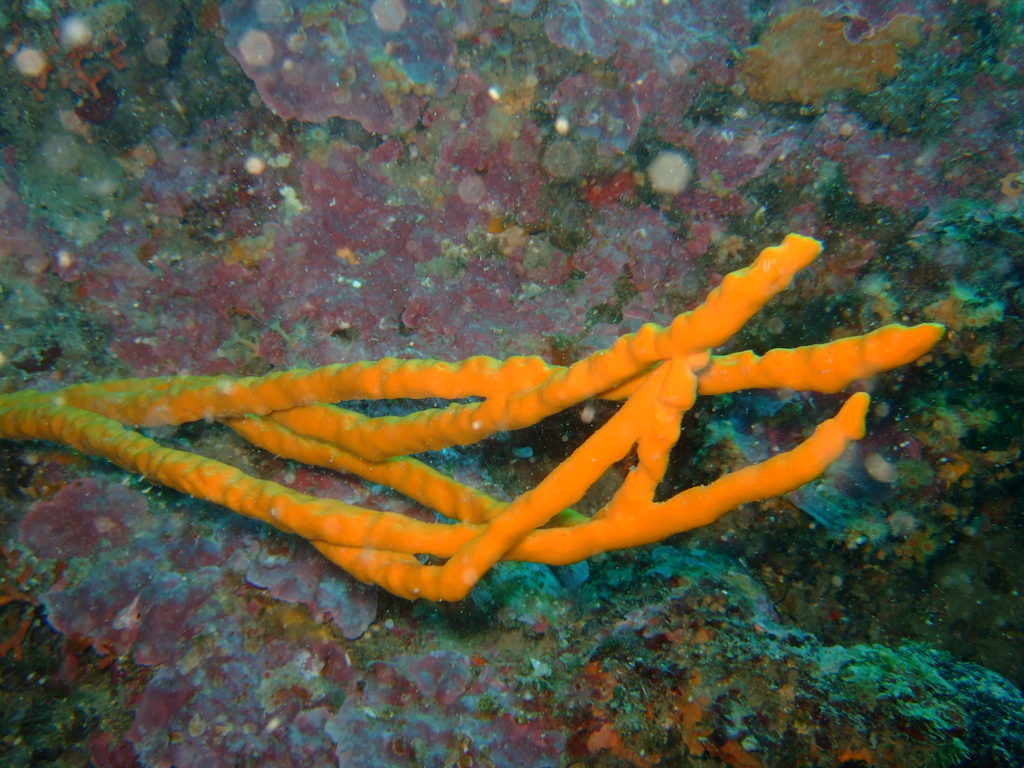Common Antler Sponge