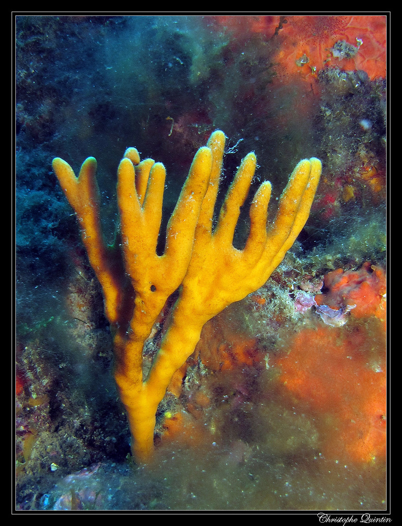 Common Antler Sponge
