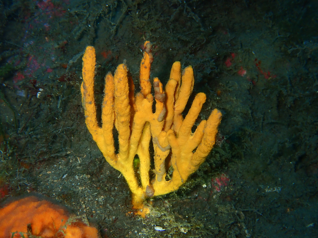 Common Antler Sponge