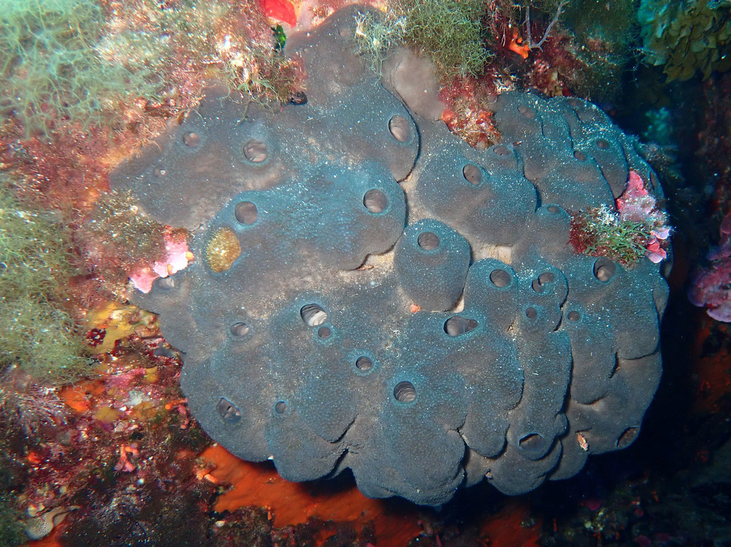 Glove Sponge