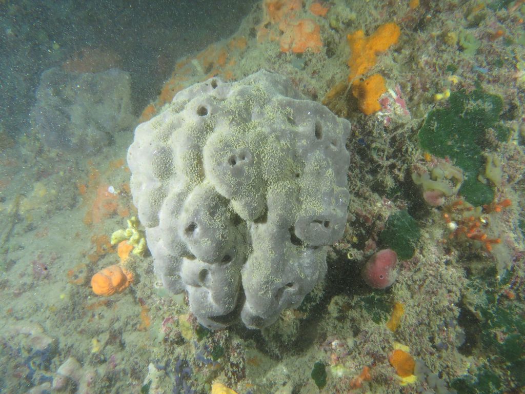 Glove Sponge