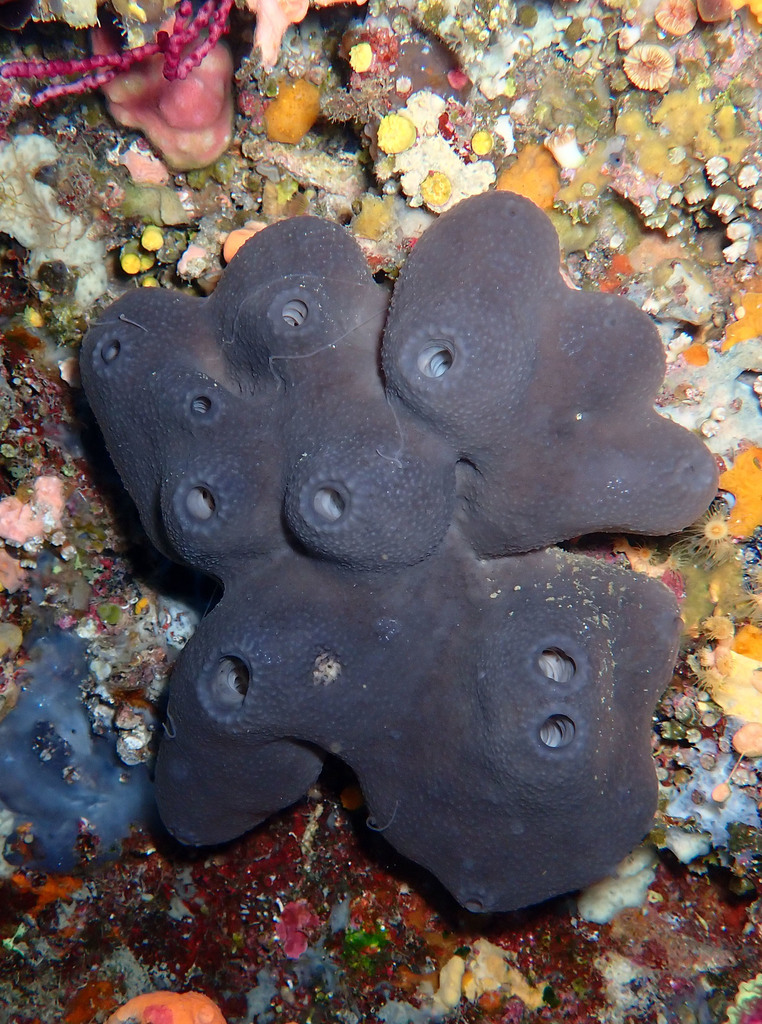 Glove Sponge