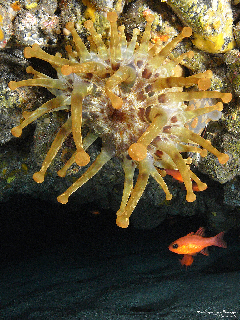 Blunt-tentacled Anemone