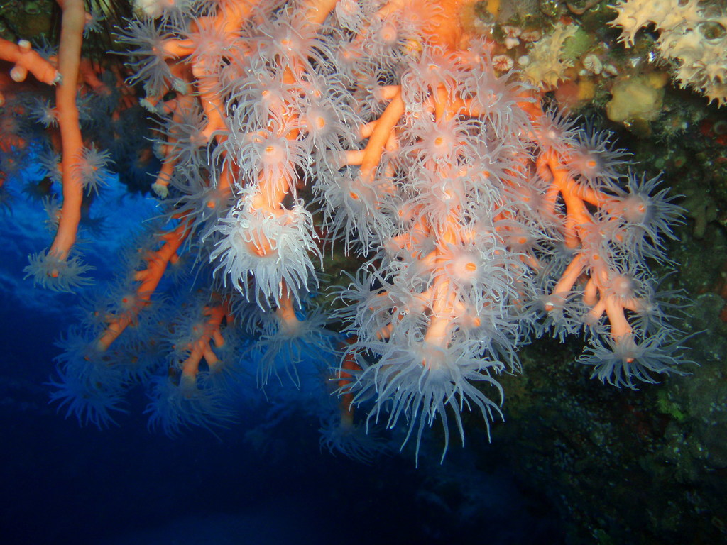 Pink Coral