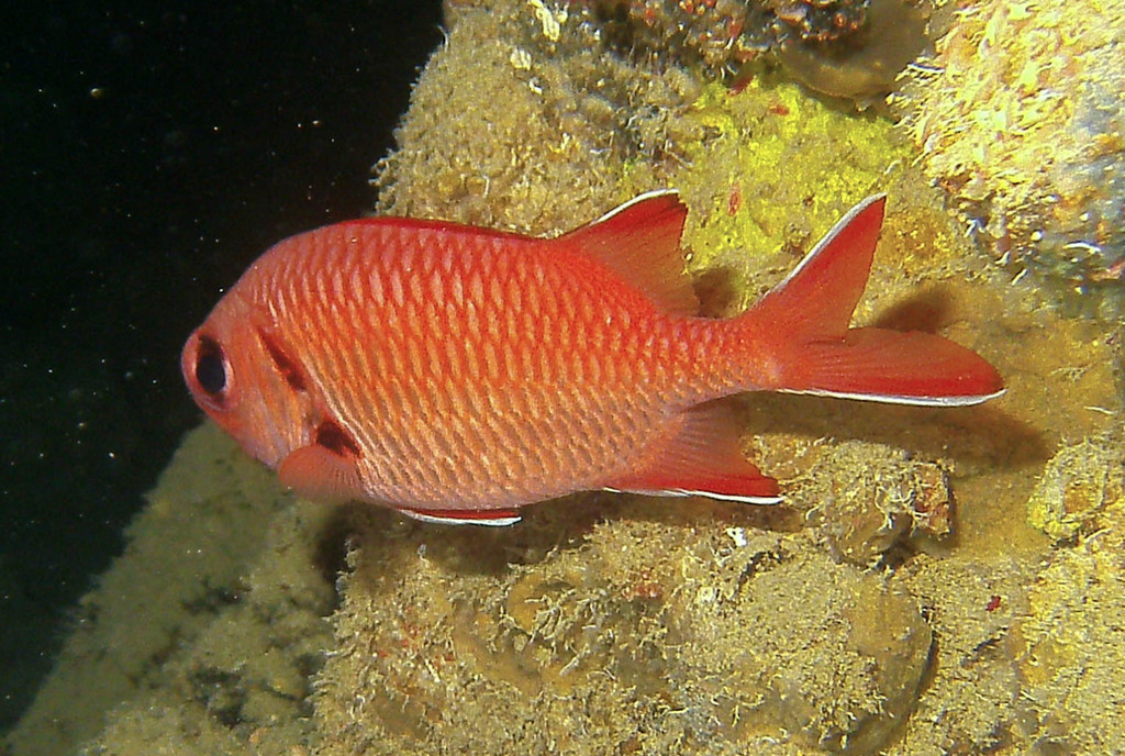 Crimson Soldierfish
