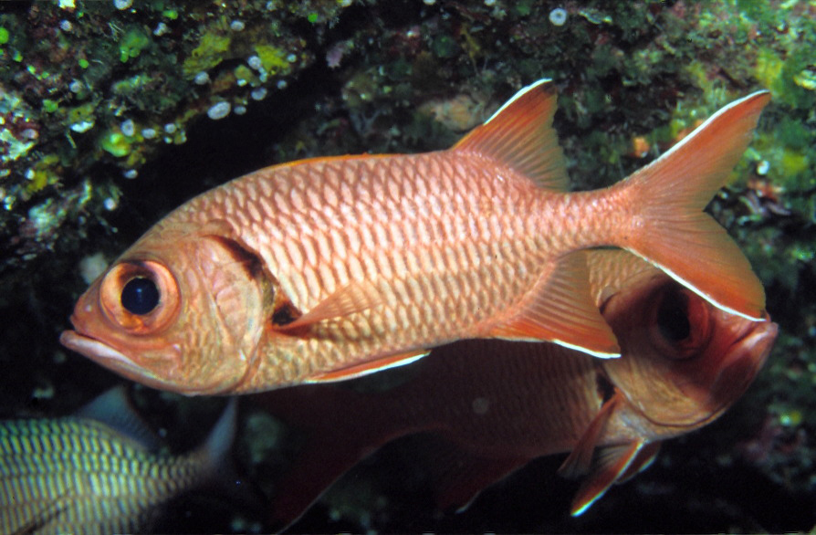 Crimson Soldierfish