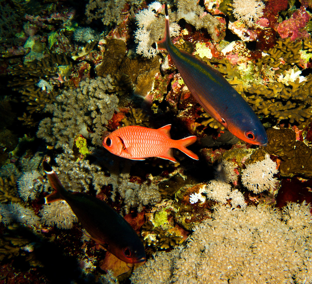 Crimson Soldierfish