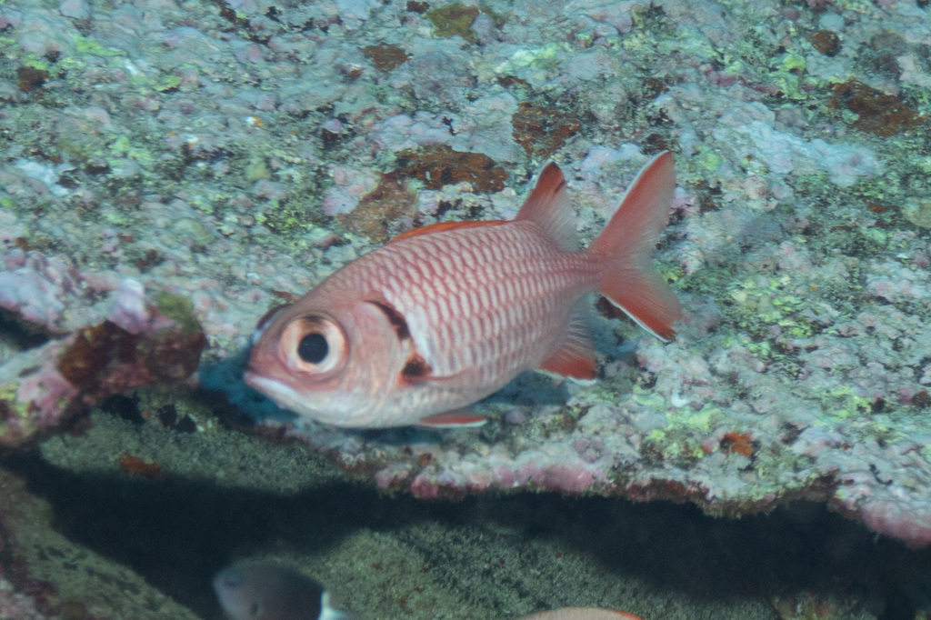 Crimson Soldierfish