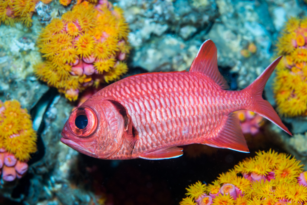 Crimson Soldierfish