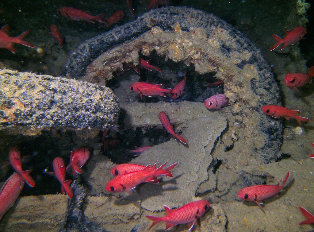 Crimson Soldierfish
