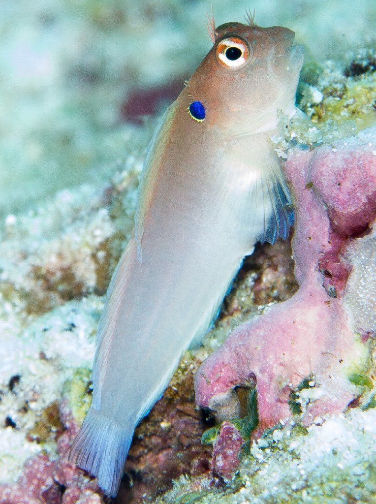Blennie à ocelle