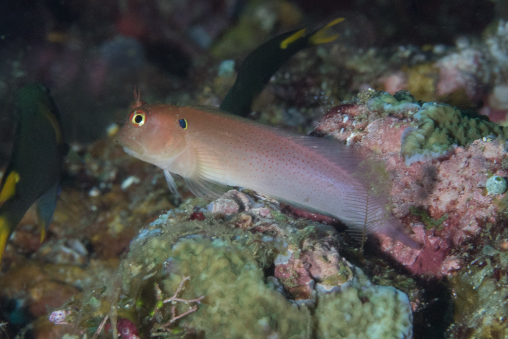 Eared blenny