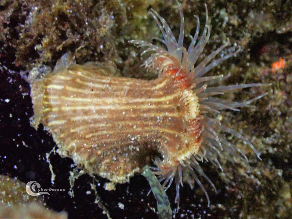 Parasitic Anemone