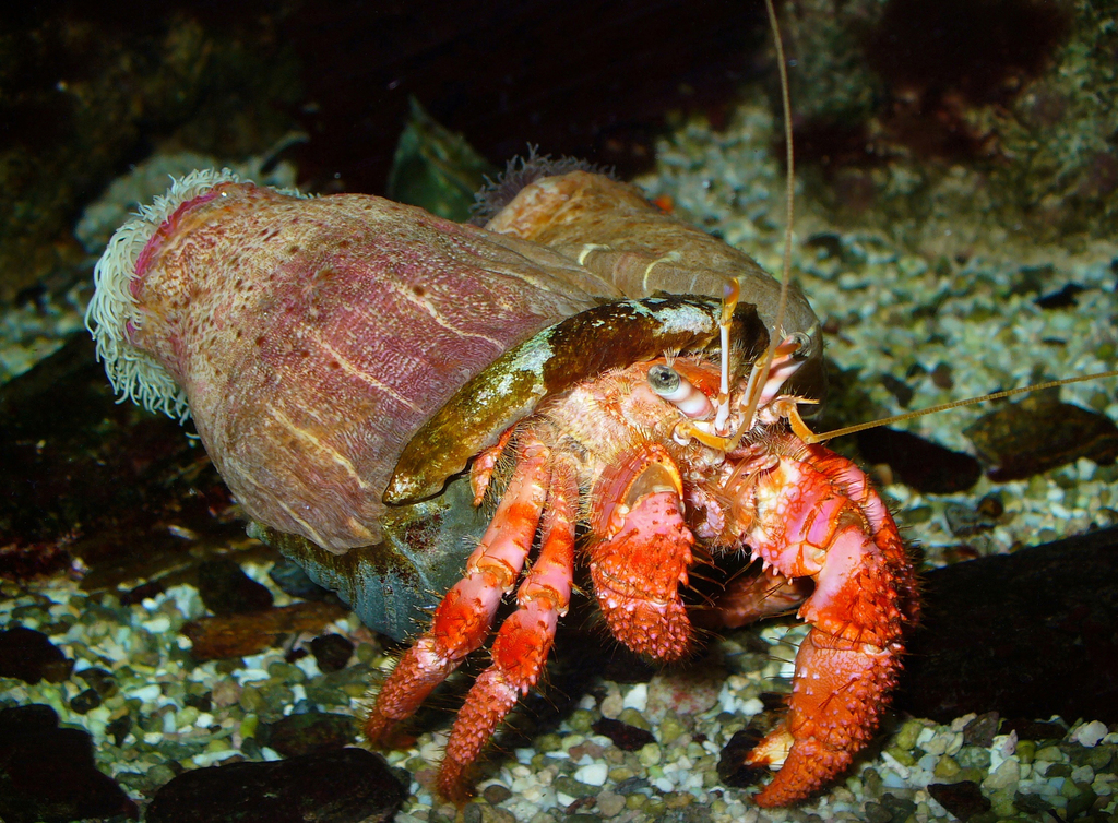 Parasitic Anemone