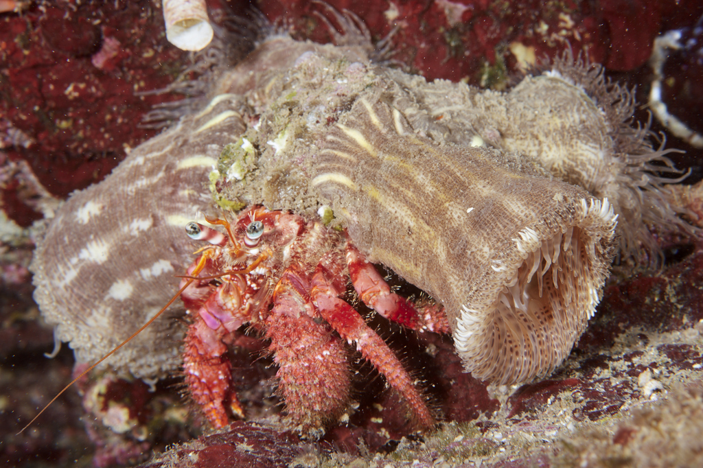 Parasitic Anemone