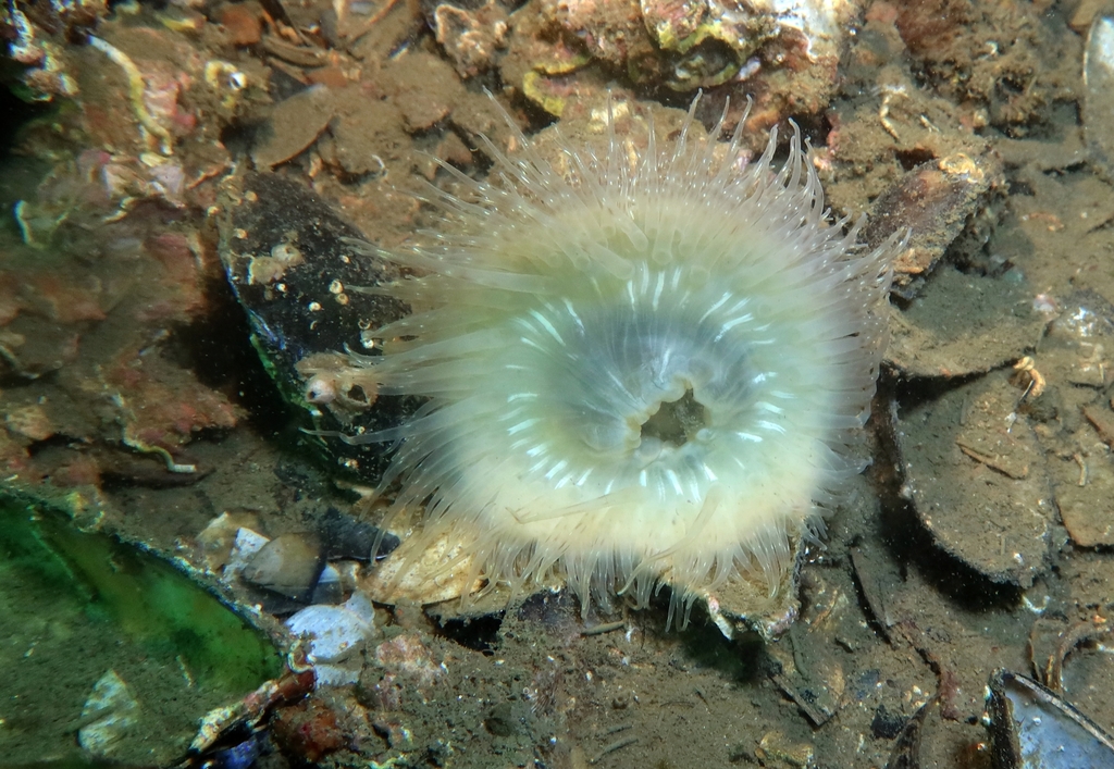 Parasitic Anemone