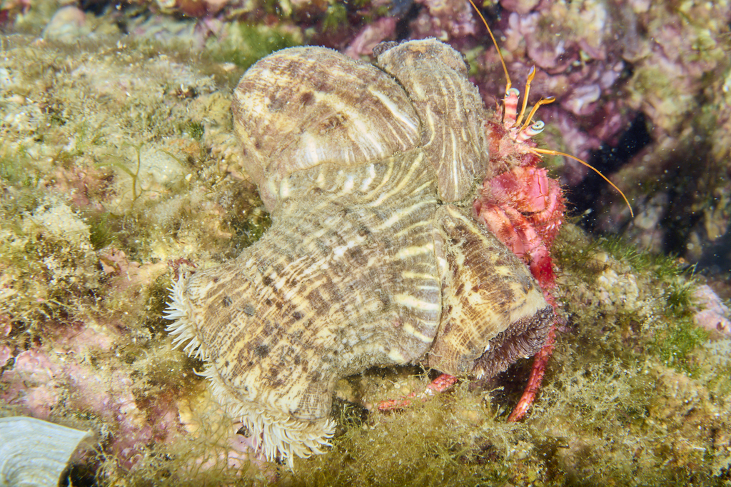 Parasitic Anemone