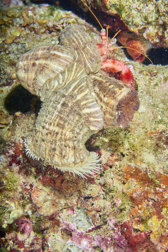 Parasitic Anemone