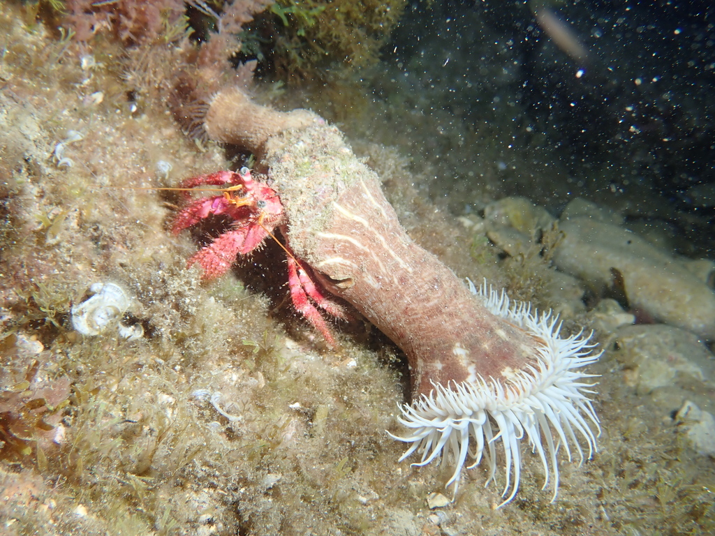 Parasitic Anemone