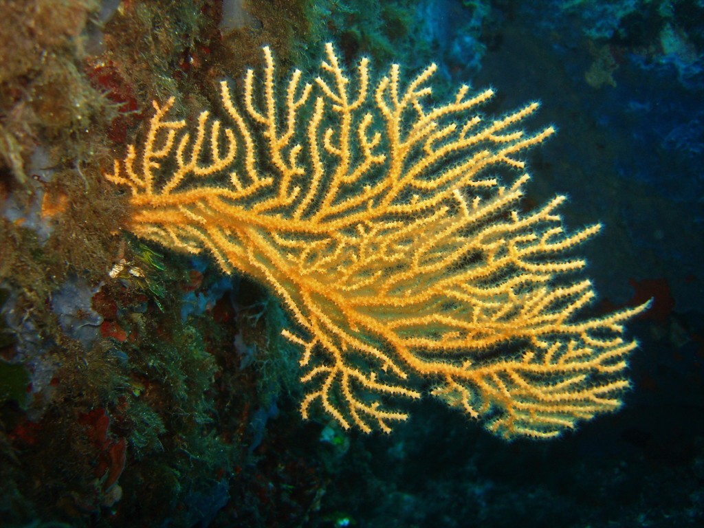Yellow Gorgonian