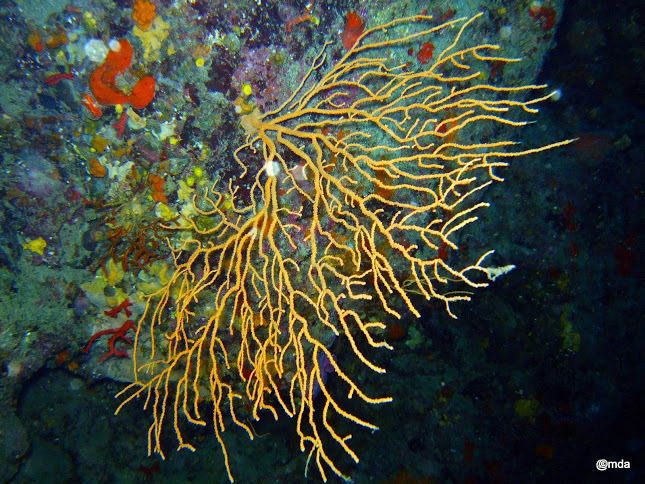 Yellow Gorgonian