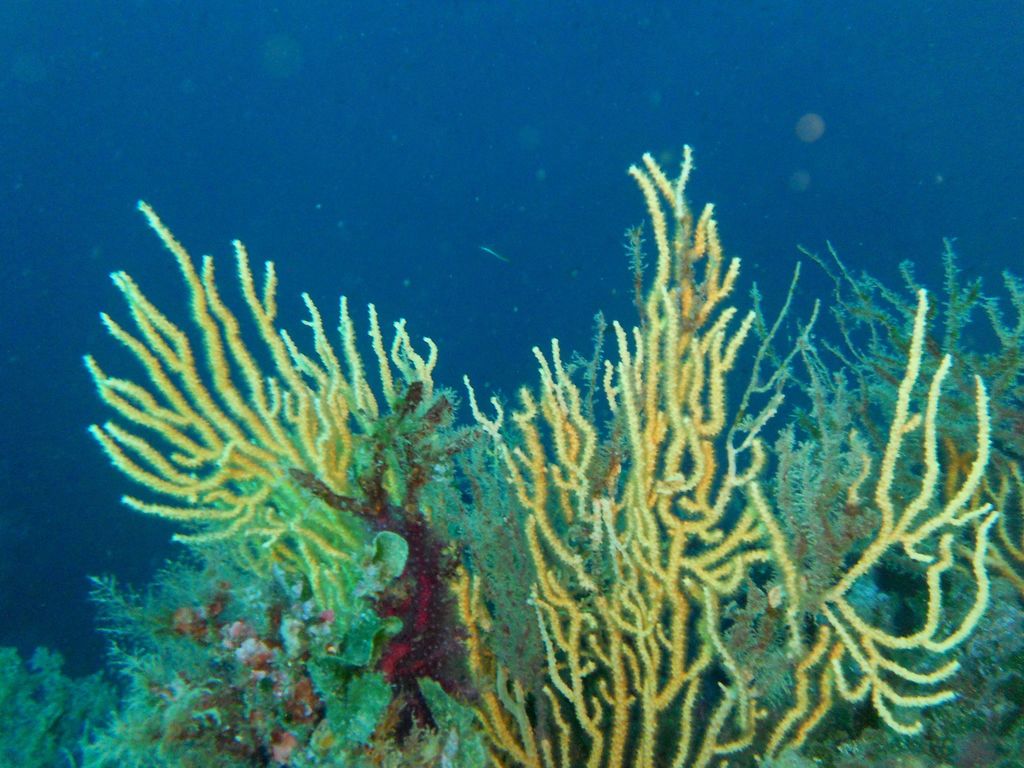 Yellow Gorgonian
