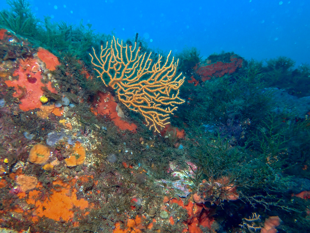 Yellow Gorgonian
