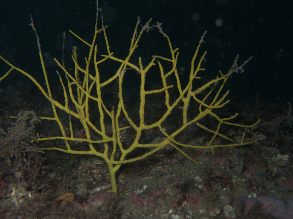 Yellow Gorgonian