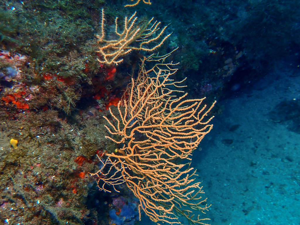 Yellow Gorgonian