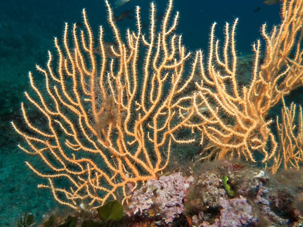 Yellow Gorgonian