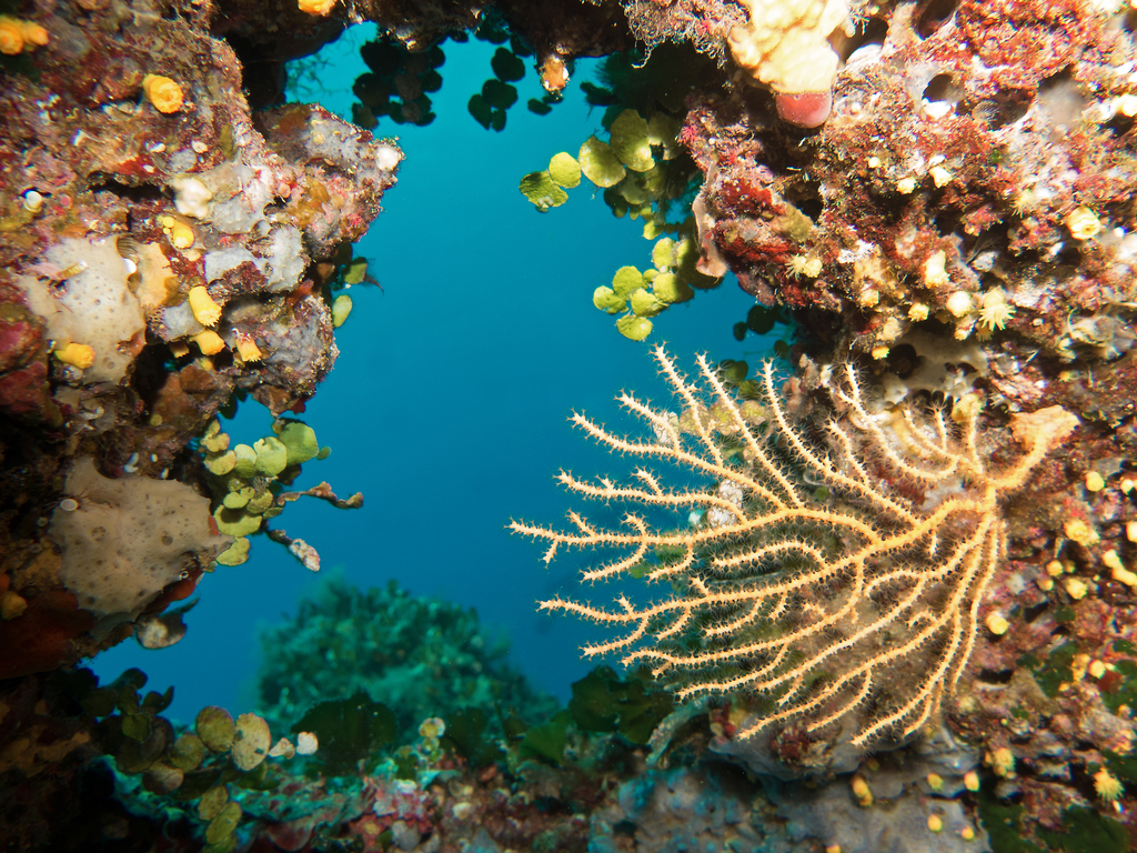 Yellow Gorgonian