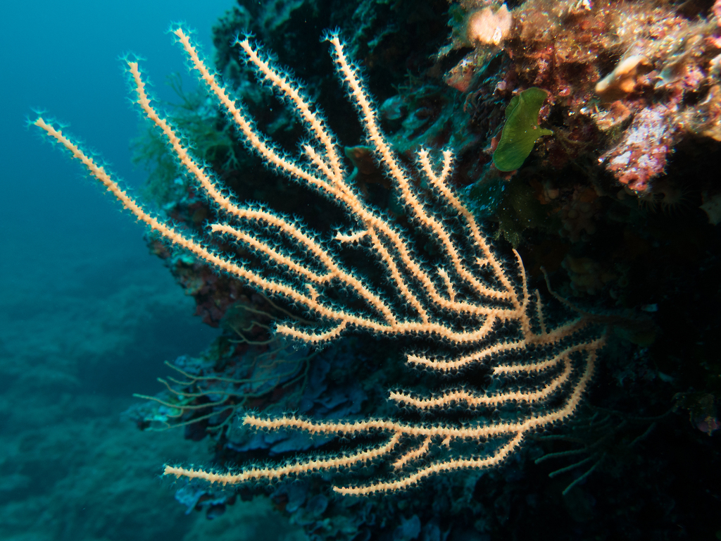Yellow Gorgonian
