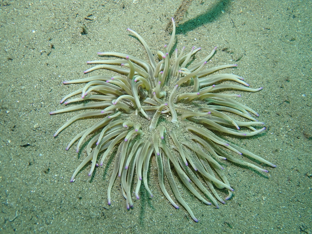Anémone soleil