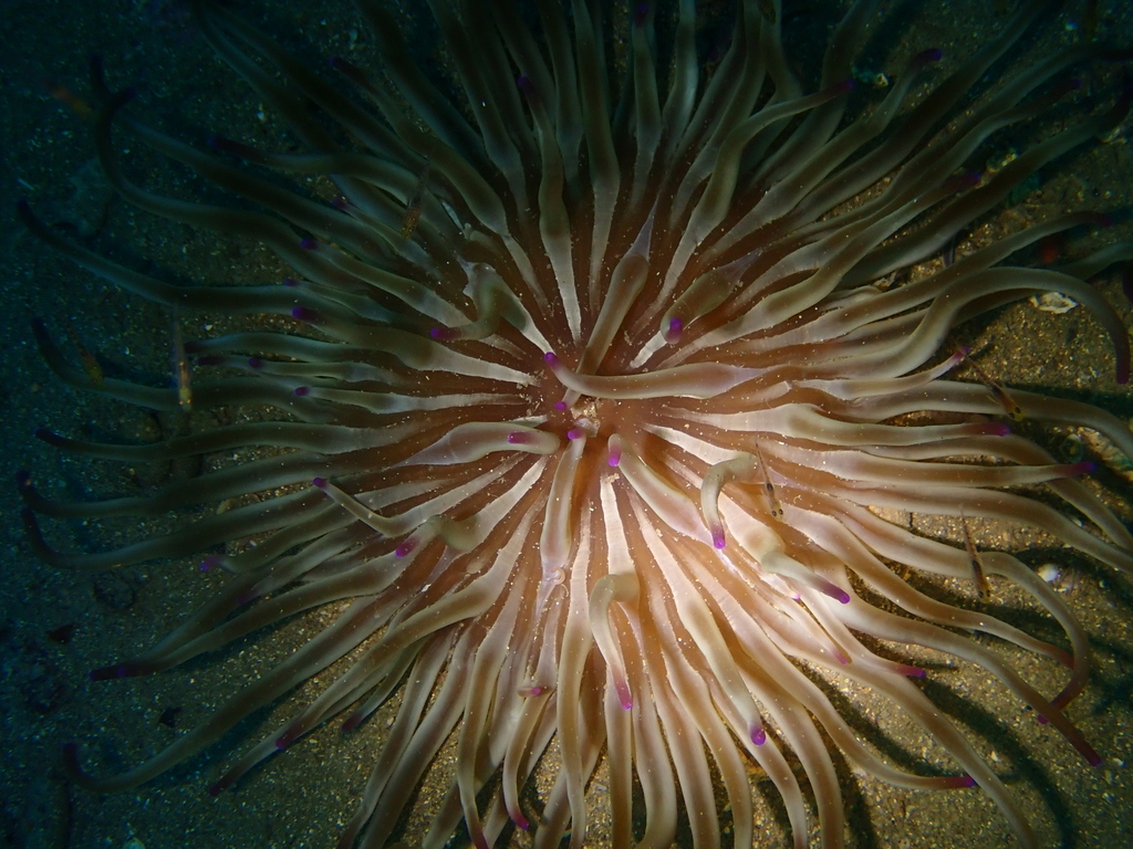 Anémone soleil