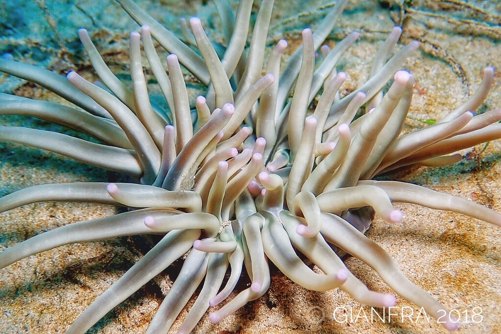 Golden Anemone
