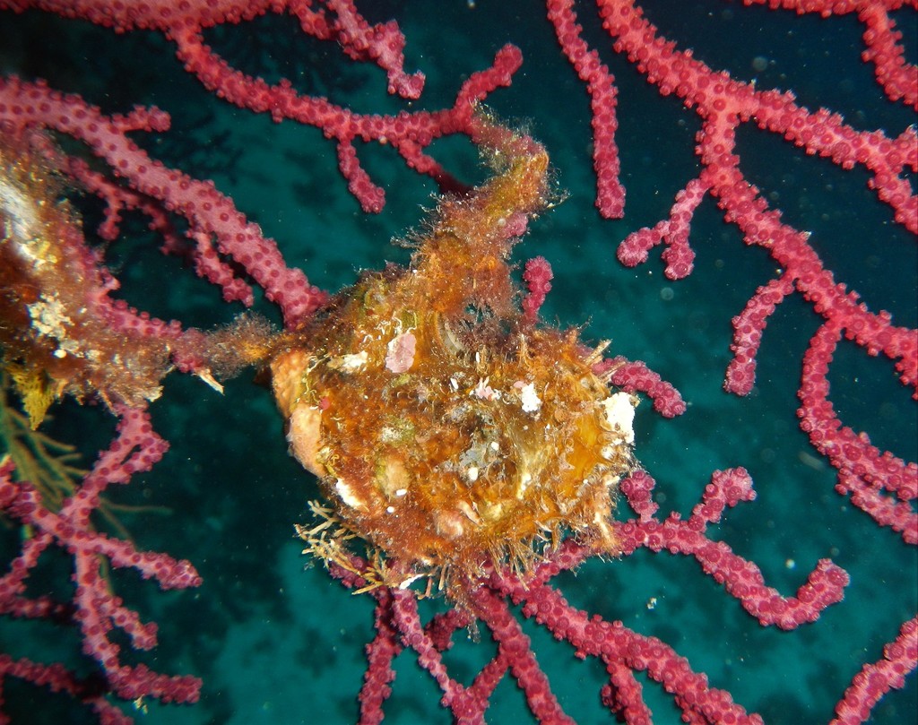 Wing Oyster